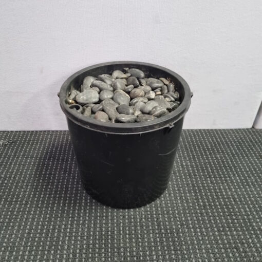 Natural Pebbles - Various Sizes - Image 3