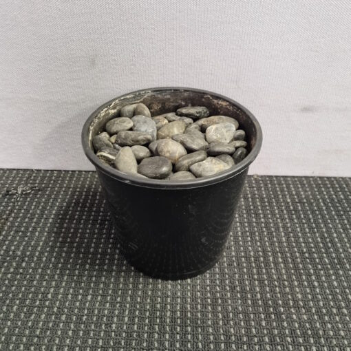 Natural Pebbles - Various Sizes - Image 2