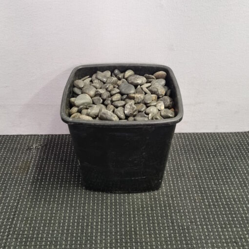 Natural Pebbles - Various Sizes - Image 5