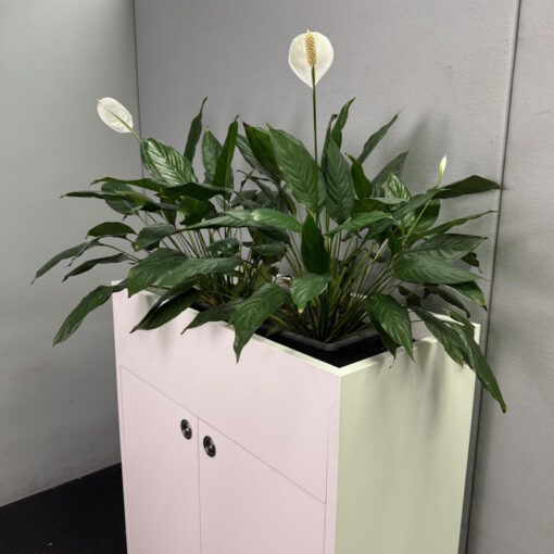 Stationery Cupboard with Planter Box - 900W x 450D x 1200H - 8 available - Image 6